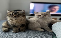 British Shorthair cats for sale: British Shorthair GCCF Champion line Kitten✨ - Image 7
