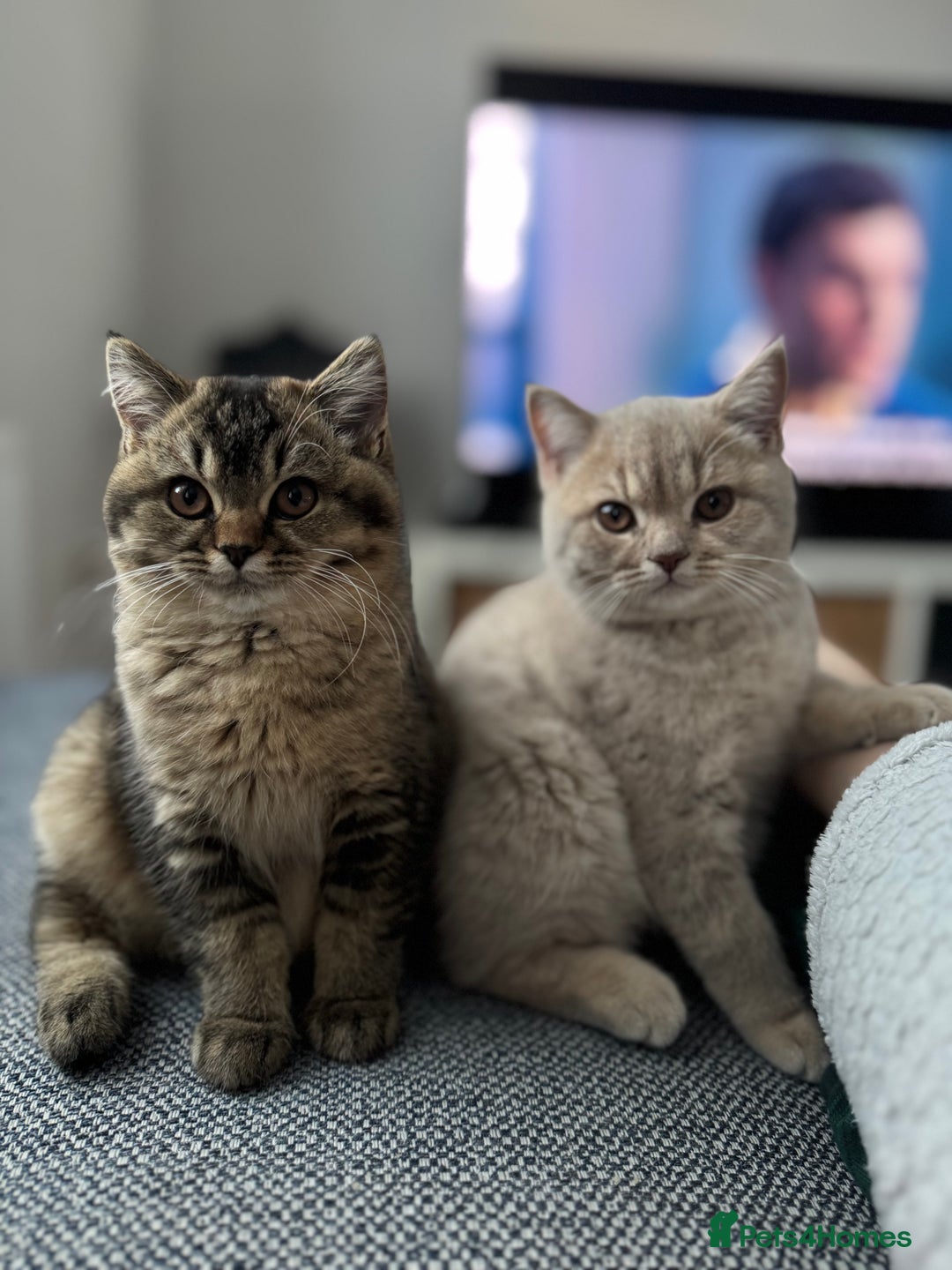 British Shorthair cats for sale: British Shorthair GCCF Champion line Kitten✨ - Image 7