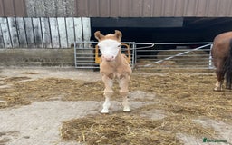 American Quarter horses for sale: GI Wimpys lil Crome  - Image 3