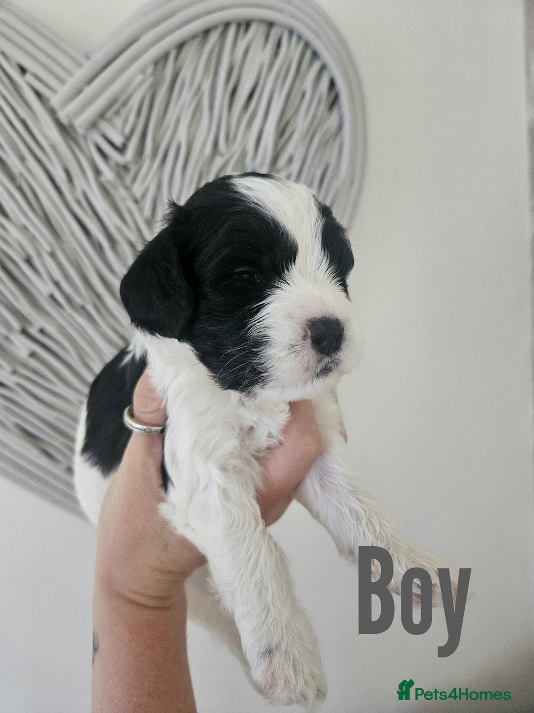 Mixed Breed dogs for sale: Cavapoo/Shihpoo mix - Image 17