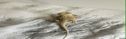 Bearded Dragon reptiles for sale: Bearded dragons in Hull - Advert 2