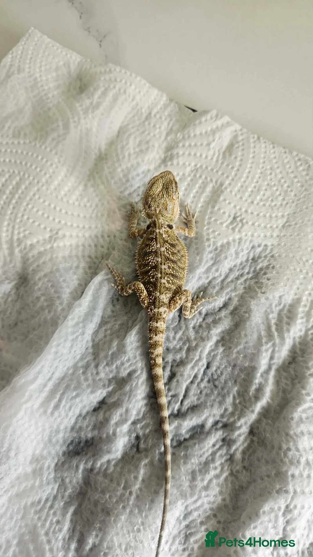 Bearded Dragon reptiles for sale: Bearded dragons in Hull - Advert 2
