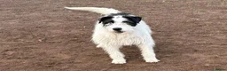 Mixed Breed dogs for adoption: 🐾💛STELLA – The Brave Mum Who Defied Her Fate💛🐾 in Doncaster - Advert 11