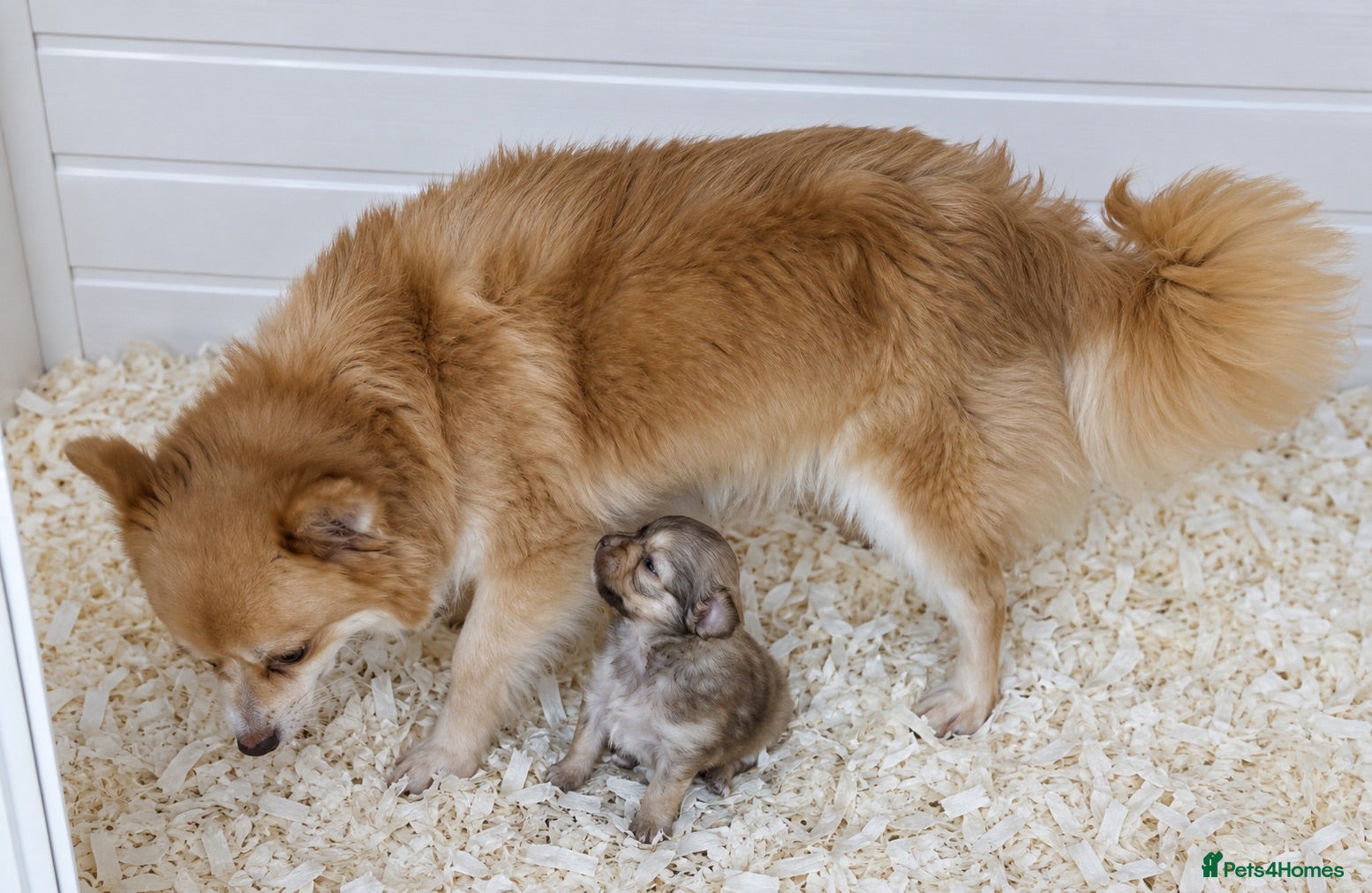 Pomchi dogs Beautiful pom x chi boy - Advert 3