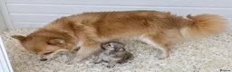 Pomchi dogs for sale: Beautiful pom x chi boy - Advert 1