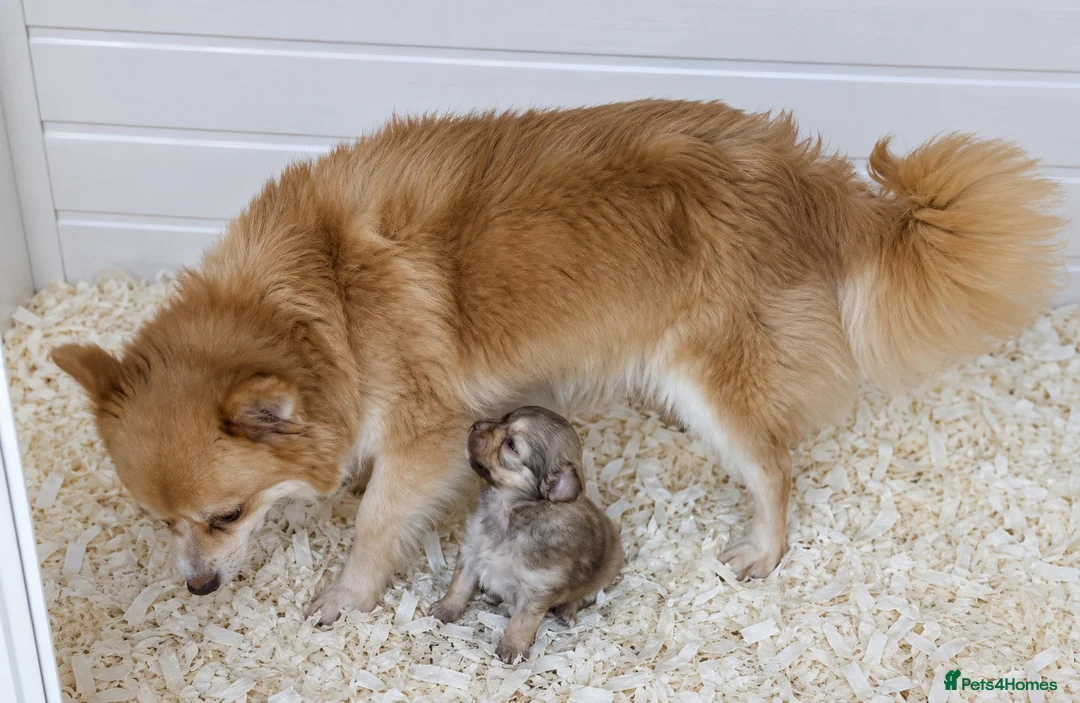 Pomchi dogs for sale: Beautiful pom x chi boy - Advert 1