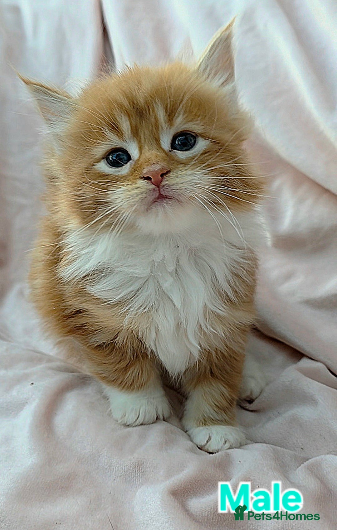 Maine Coon cats for sale: Fluffy Maine Coon Kittens for Sale - Advert 12