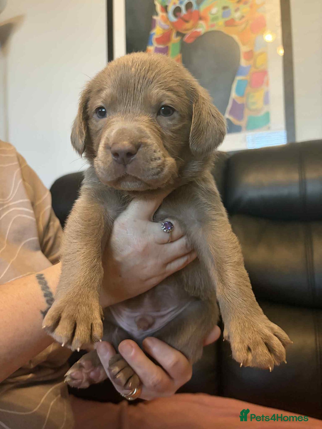 Labrador Retriever dogs for sale: Beautiful KC registered labrador puppies  - Advert 13