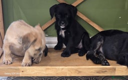Mixed Breed dogs for sale: froodle french bulldog x poodle - Image 9