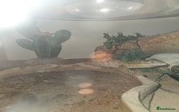 Lizard reptiles for sale: Ackie monitor lizard  - Image 2