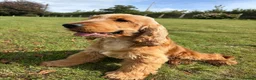 Cocker Spaniel dogs for stud: Health tested clear stud  - Advert 3
