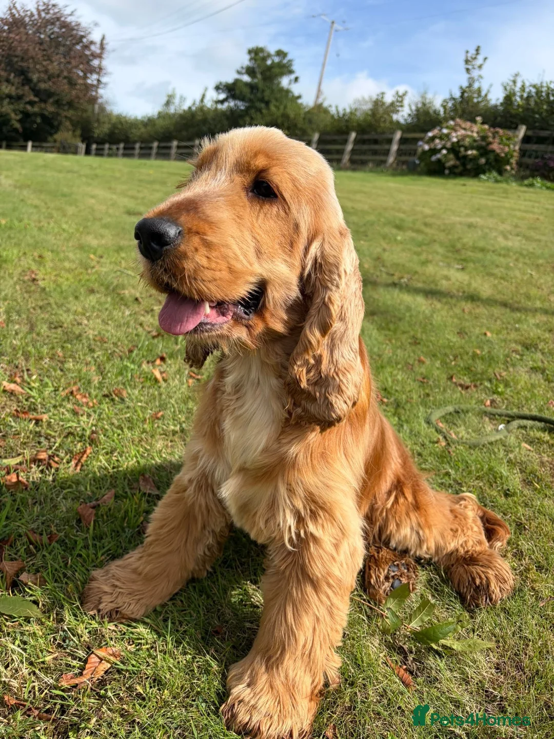 Cocker Spaniel dogs for stud: Health tested clear stud  - Advert 3