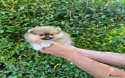 Pomeranian dogs for sale: Very Small Golden🧸Teddy Face Girl - Image 4