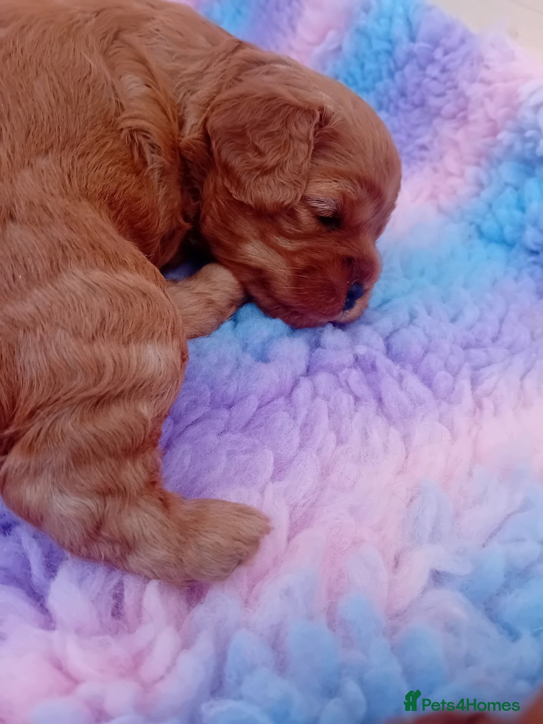 Cavapoo dogs for sale: toy f1 cavapoos for sale - Image 7