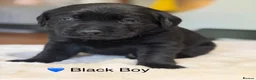 Labrador Retriever dogs for sale: Exceptionally health tested Kc reg Labrador pups - Advert 23
