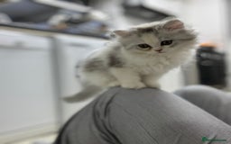 Persian cats for sale: Lovely Persian cats  - Image 34