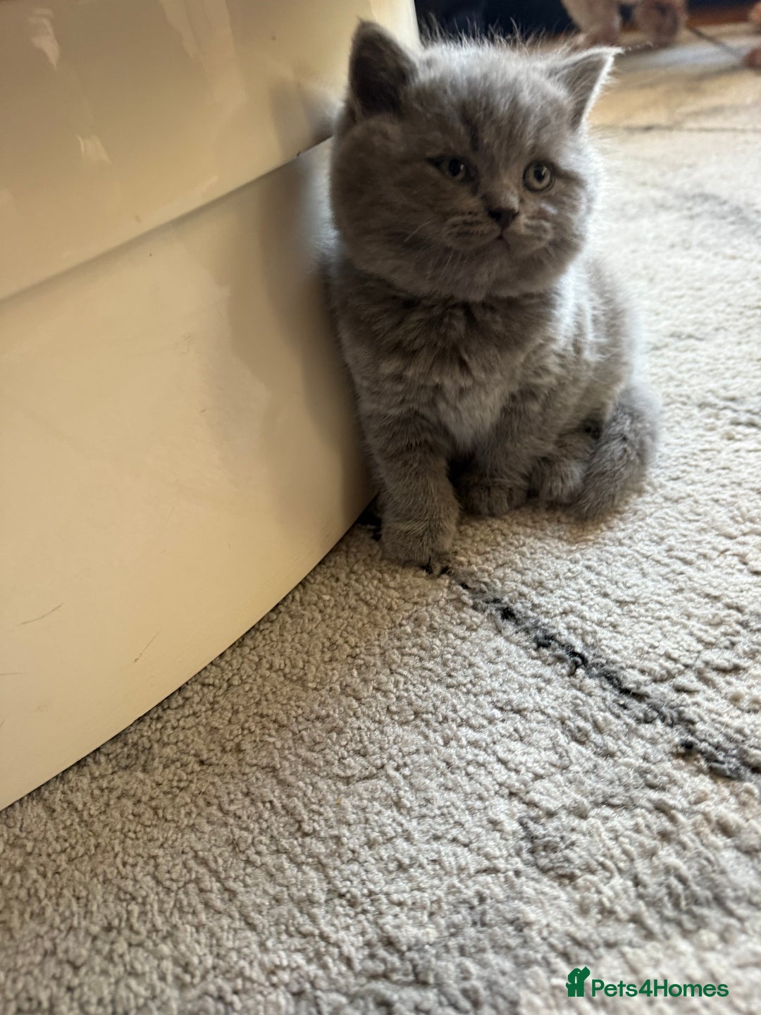 Scottish Fold cats for sale: Scottish fold kittens  - Advert 13