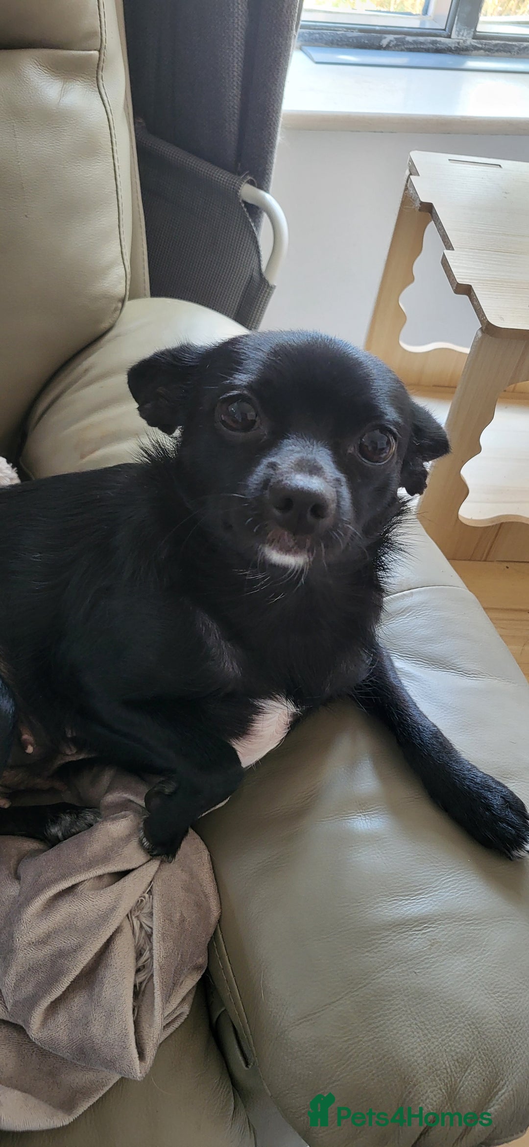 Mixed Breed dogs for sale: Amazing papillon cross  puppies. Ready to go. - Image 9