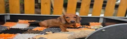 Dachshund dogs for sale: Standard Dachshund KC registered puppies - Advert 1