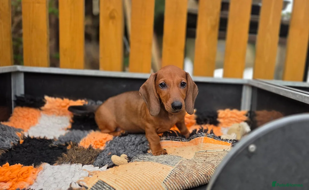 Dachshund dogs for sale: Standard Dachshund KC registered puppies - Advert 1