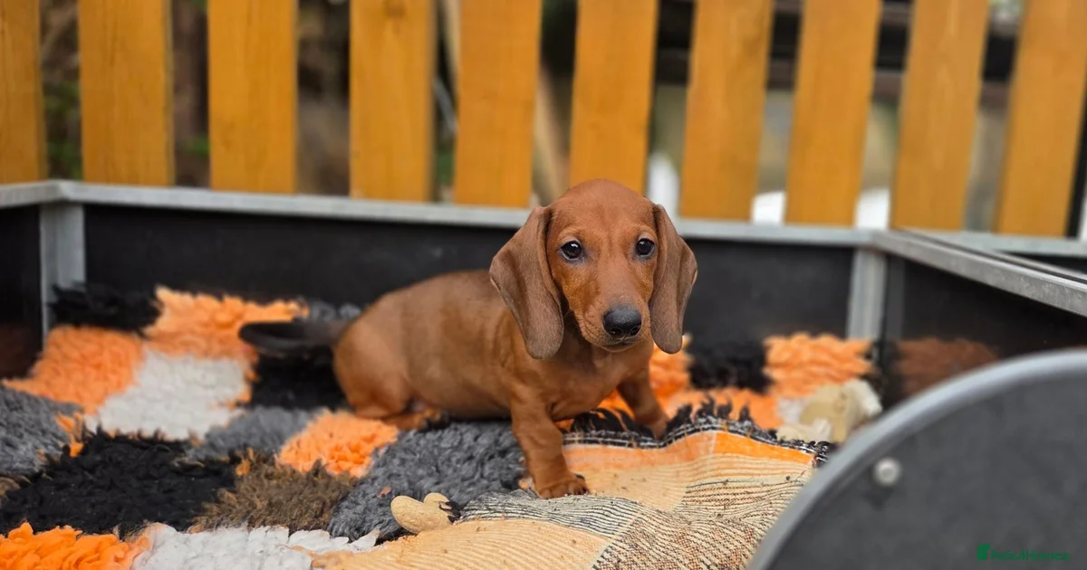 Standard Dachshund Puppies For Sale Pets4Homes standard-dachshund-puppies-for-sale-pets4homes