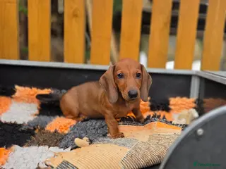 Dachshund dogs Standard Dachshund KC registered puppies - Advert 11
