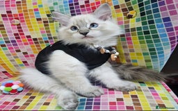 Ragdoll cats for sale: Ragdollkittens health tested gccf/tica parents  - Image 12