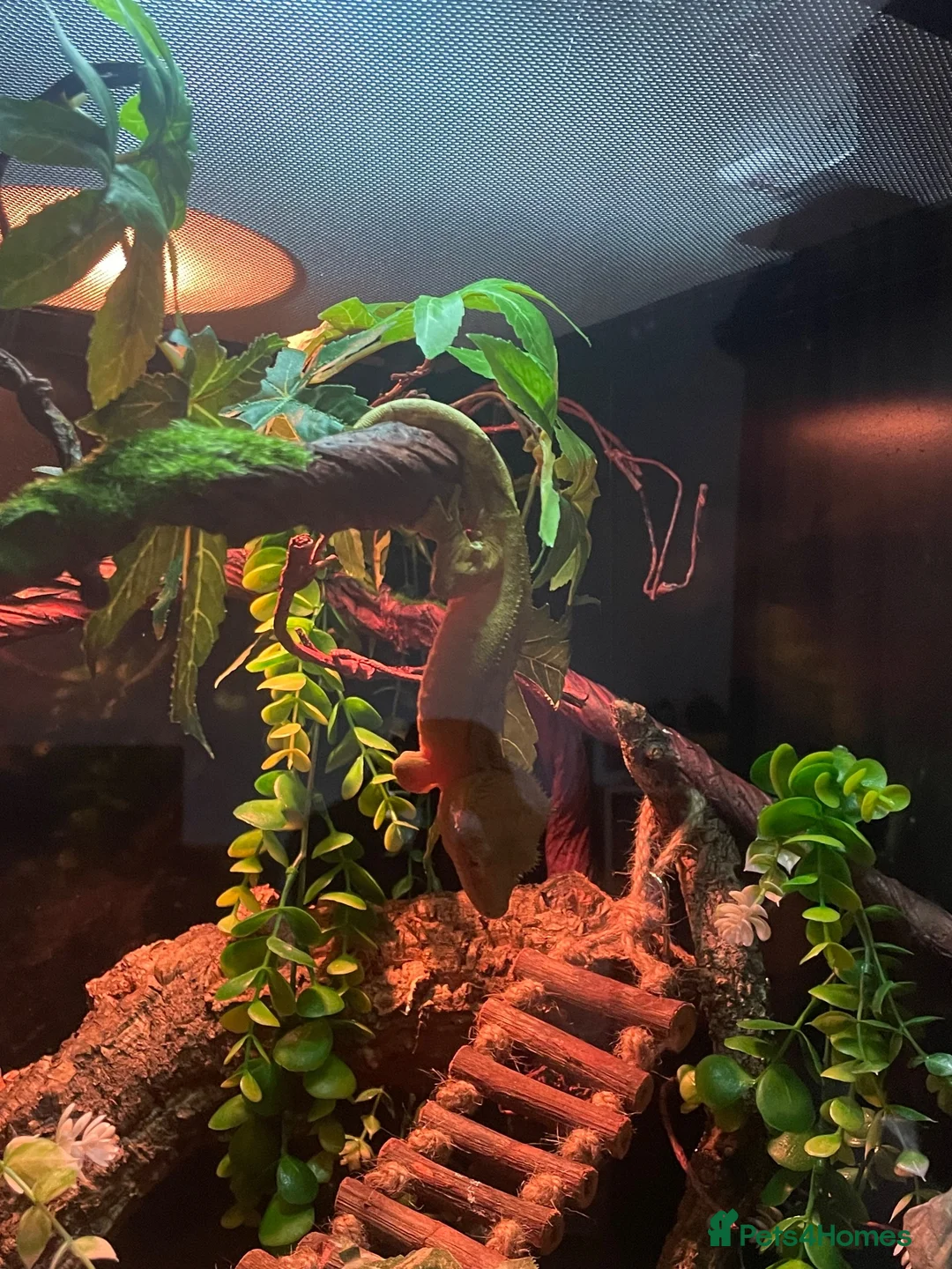 Gecko reptiles for sale: Gecko and enclosure  - Advert 2