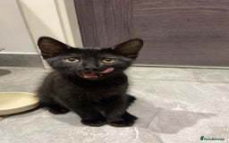 American Shorthair cats for sale: Dahlia- 8 Week Old American Shorthair Kitten - Image 2