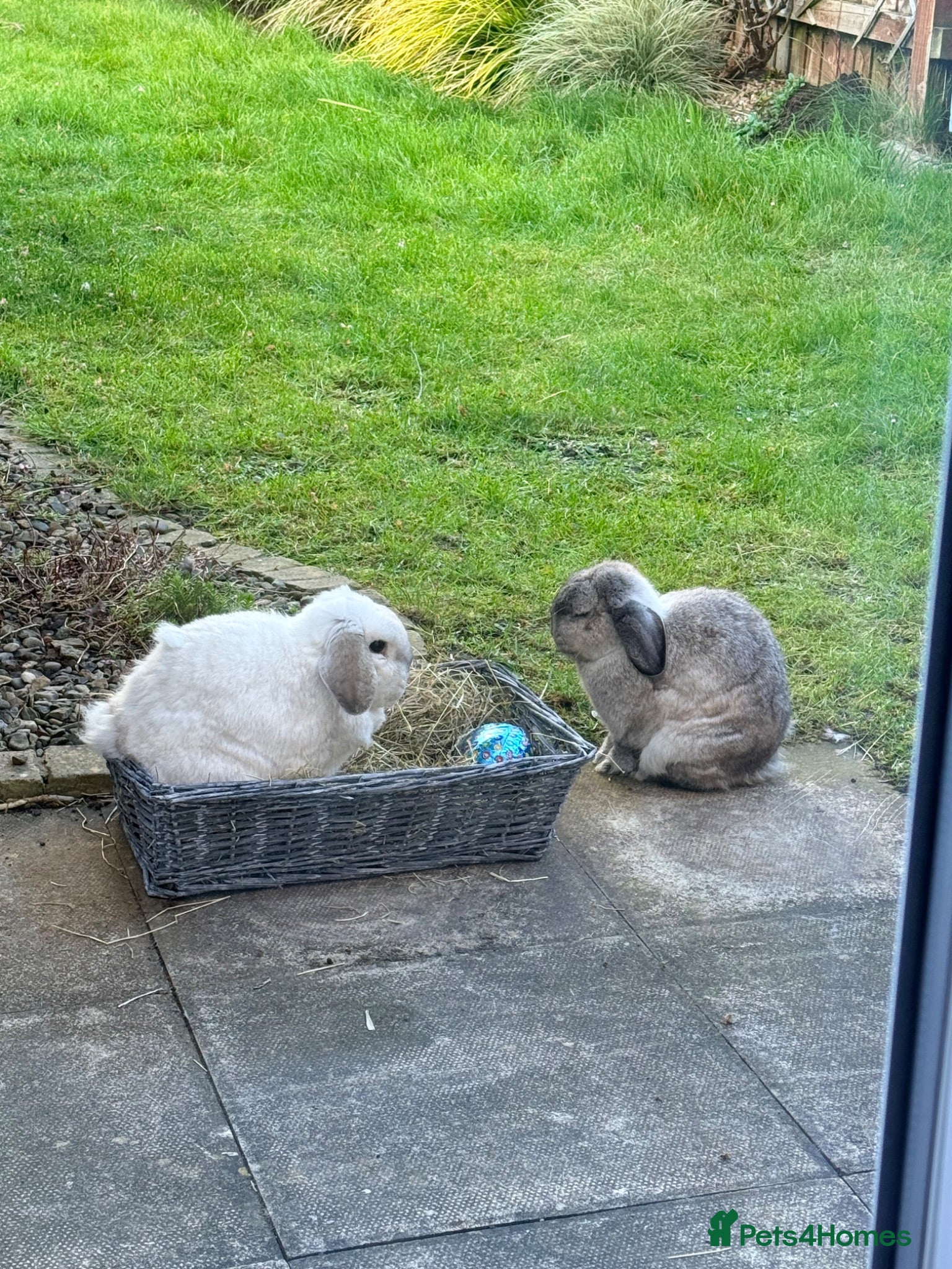 Mini Lop rabbits Free Rabbits - Advert 1
