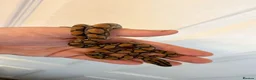 Boa Snake reptiles for sale: Young Brazilian rainbow boa snake - Advert 2