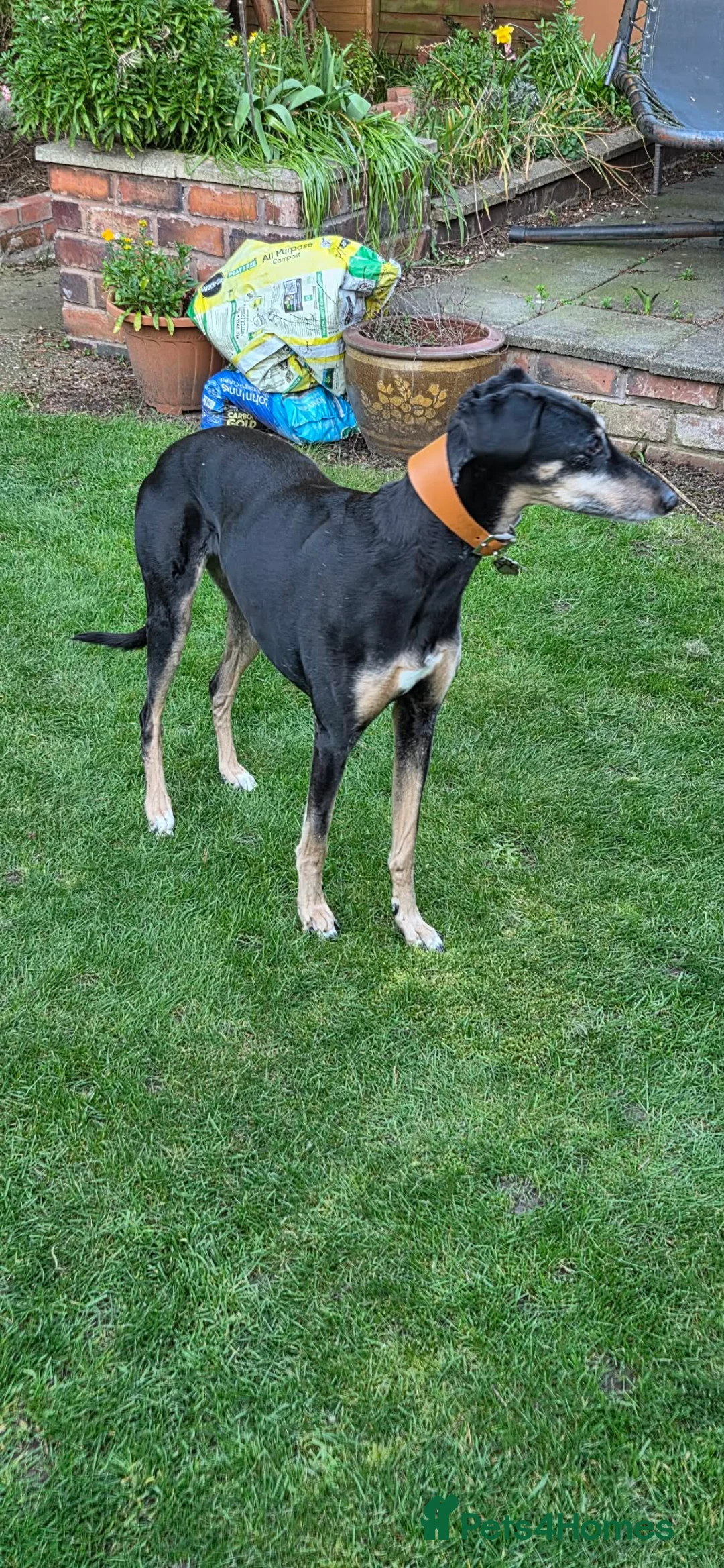 Mixed Breed dogs for sale: Whippet- Greyhound cross (loving home needed)  in Burntwood - Advert 2