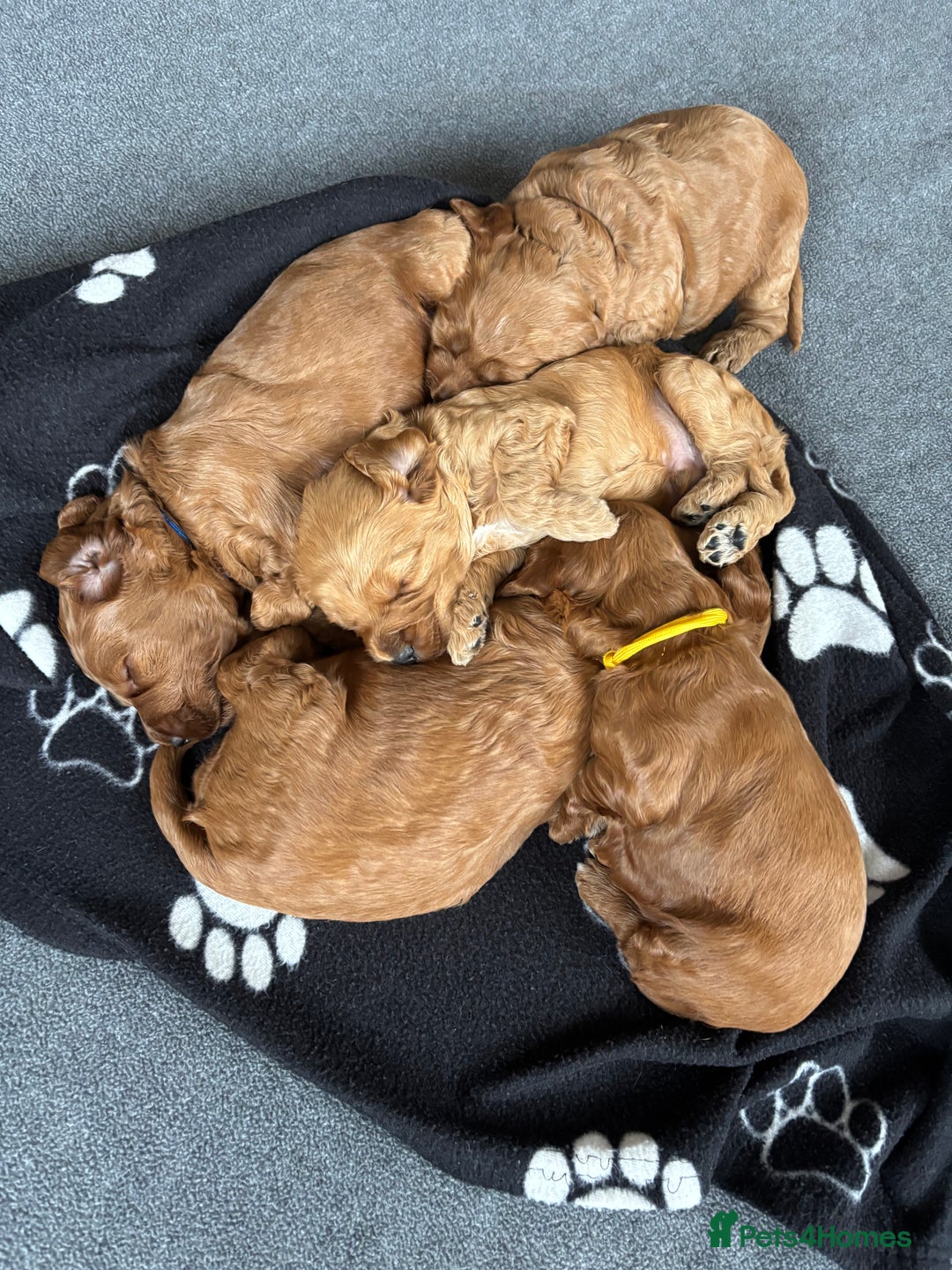 Cockapoo dogs for sale: Gorgeous F2 Cockapoo Puppies - Image 3