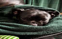 Frug dogs for sale: Female frug - Image 9
