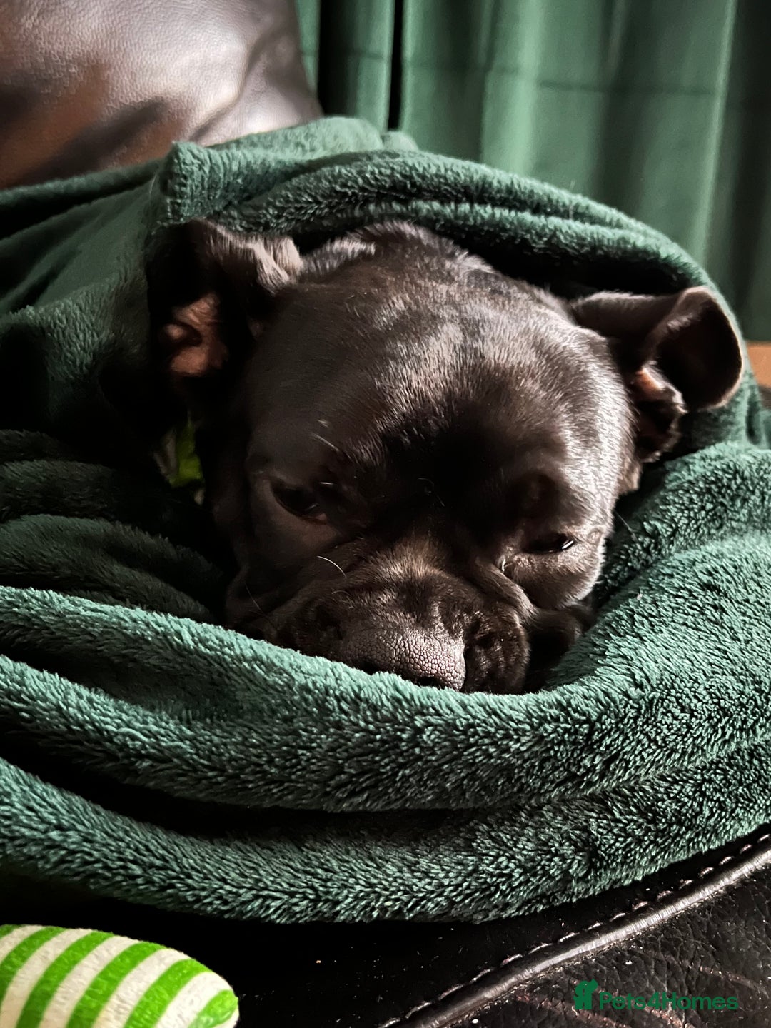 Frug dogs for sale: Female frug - Image 9