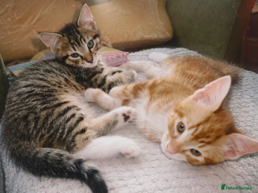 British Shorthair cats for sale: Pair of Gorgeous Kittens - Tabby and Ginger - 2  in Blackpool - Advert 1