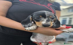Dachshund dogs for sale: Beautiful piebald and dapple dachshund puppies  - Image 19