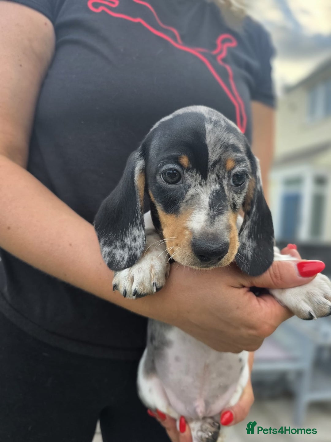 Dachshund dogs for sale: Beautiful piebald and dapple dachshund puppies  - Image 19