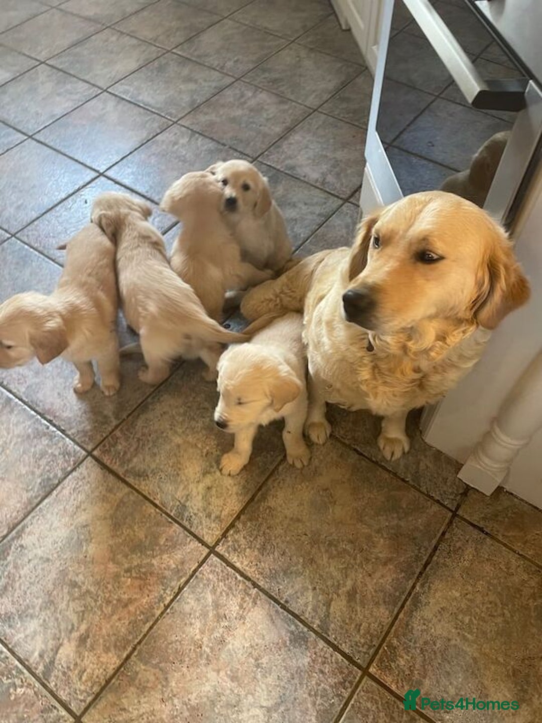 Golden Retriever dogs for sale: Golden Retriever puppies Ready  - Advert 2