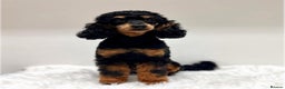 Miniature Poodle dogs for sale: 🌟KC Phantom Miniature Poodle Champion Lines🌟 - Advert 2