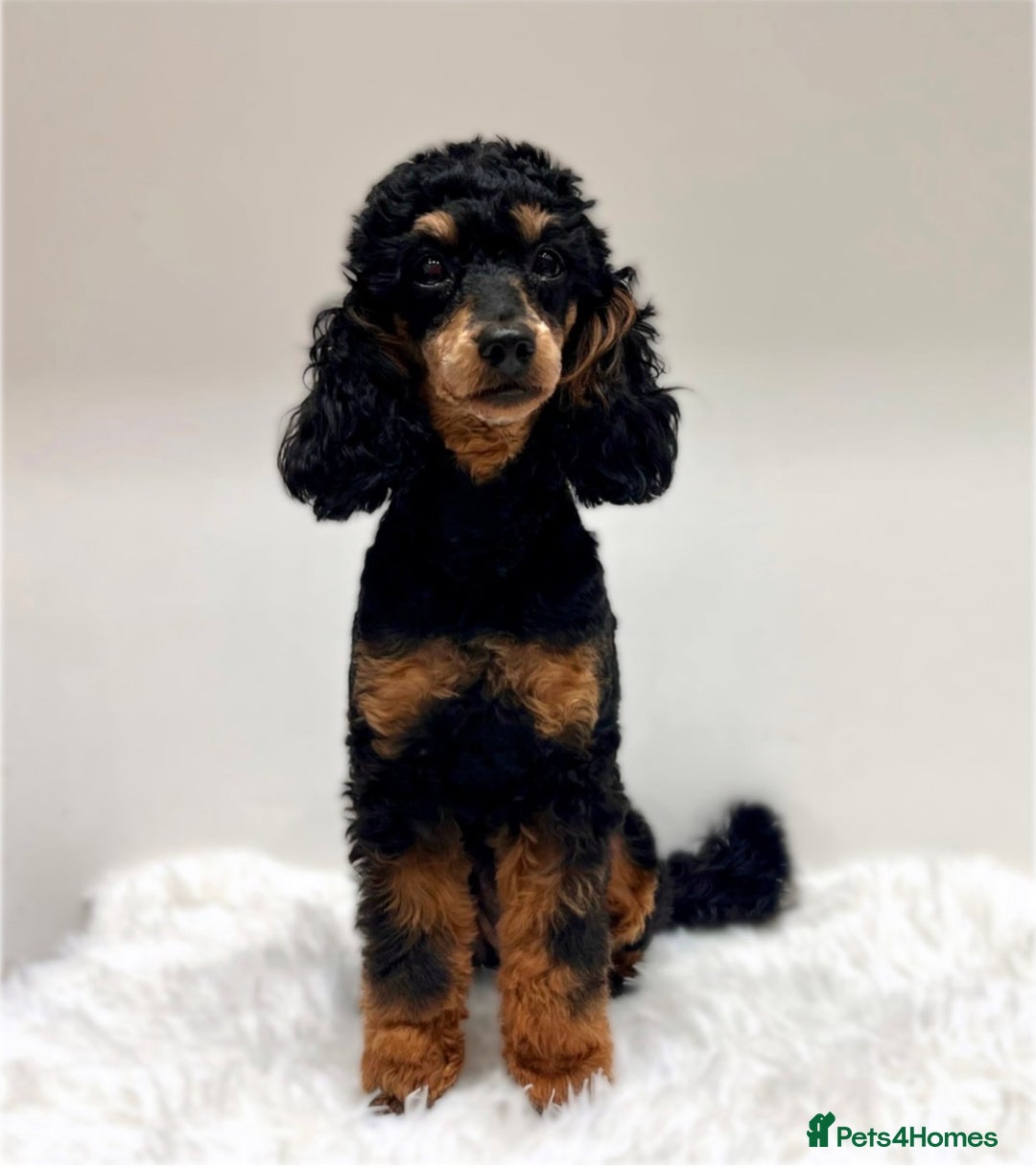 Miniature Poodle dogs for sale: 🌟KC Phantom Miniature Poodle Champion Lines🌟 - Advert 2