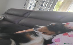 Bernese Mountain Dog dogs for sale: Bernese mountain dog  - Image 3