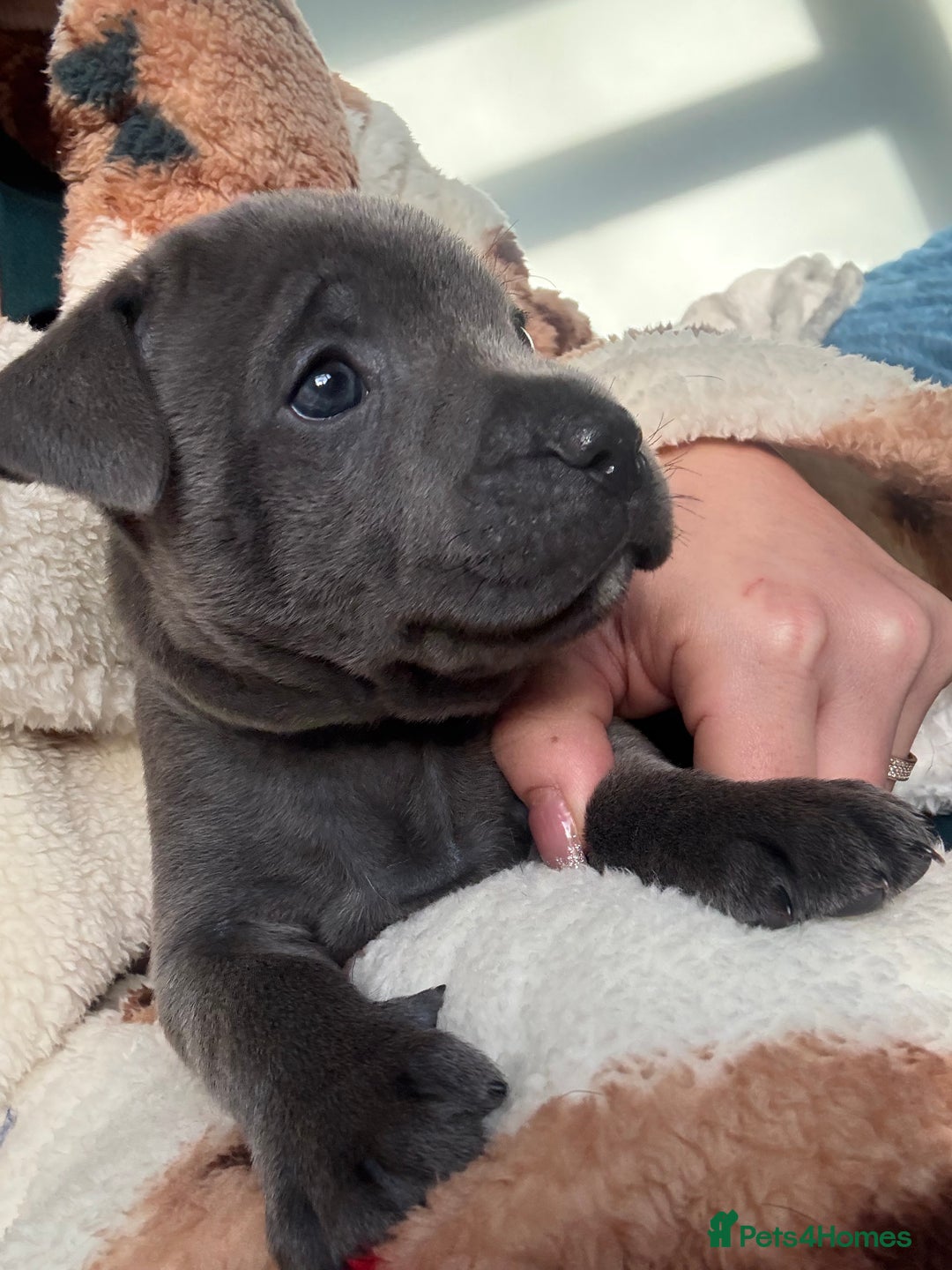 Staffordshire Bull Terrier dogs for sale: KC Registered Exceptional Blue Staffies - Advert 14