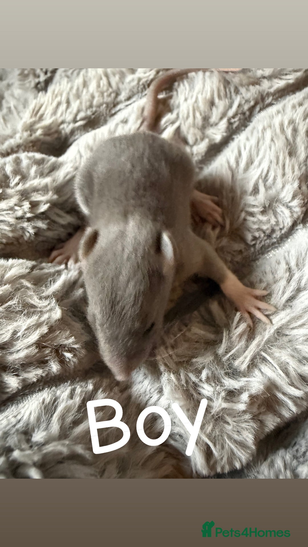 Rat rodents for sale: Baby rats mixed  - Advert 7
