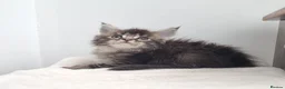 Maine Coon cats for sale: GCCF registered pedigree Maine Coon Kittens  - Advert 5