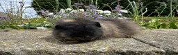 Guinea Pig rodents for sale: Friendly Swiss guinea pig boars (boys) - Advert 11