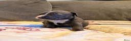 Staffordshire Bull Terrier dogs for sale: Staffy Puppies  - Advert 16