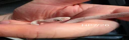 Corn Snake reptiles for sale: Palmetto and caramel palmetto corn snakes  - Advert 27