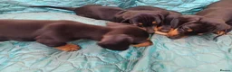Dachshund dogs for sale: 1 Downs Hoppit,Hamlet Hill,Roydon, Cm195jy  in Harlow - Advert 3