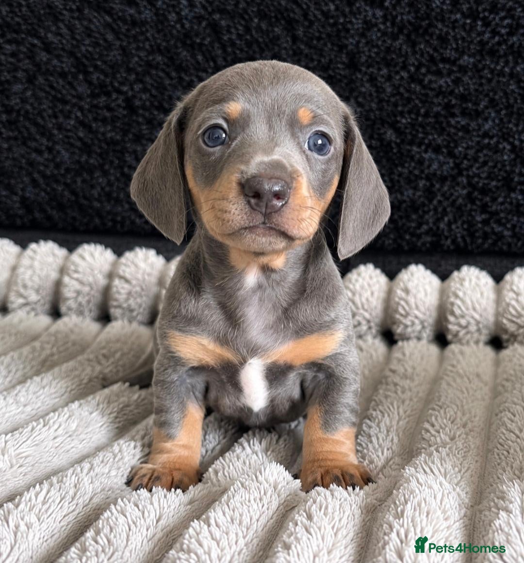 Miniature Dachshund dogs KC Miniature Dachshunds - Advert 15